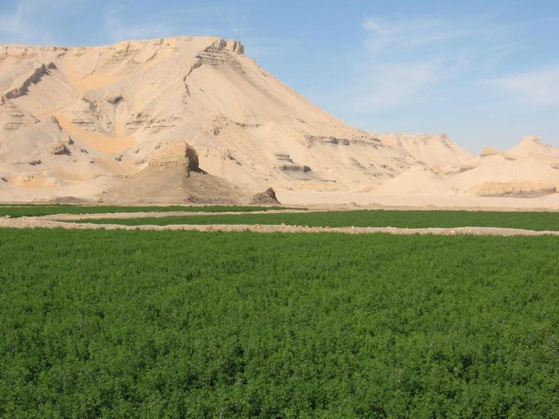 Along the road at the oasis of al-Dākhila