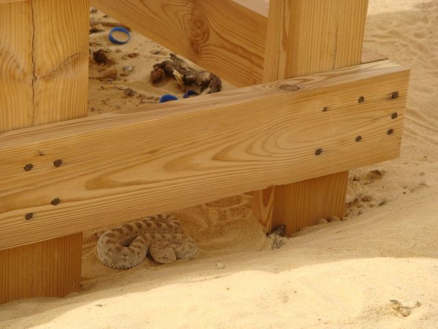 Horned viper in Abū Muharrik on the way to the confluence point