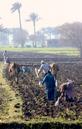 #6: Standard Equipment: A 2 buffalo, 1 bottom plow, complimented by two women spreading seed. It takes 16 passes of the plow to create a plot of land with 15 rows!