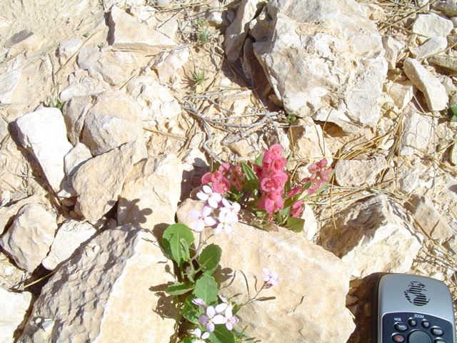 These flowers were rarer and I had not seen them before.