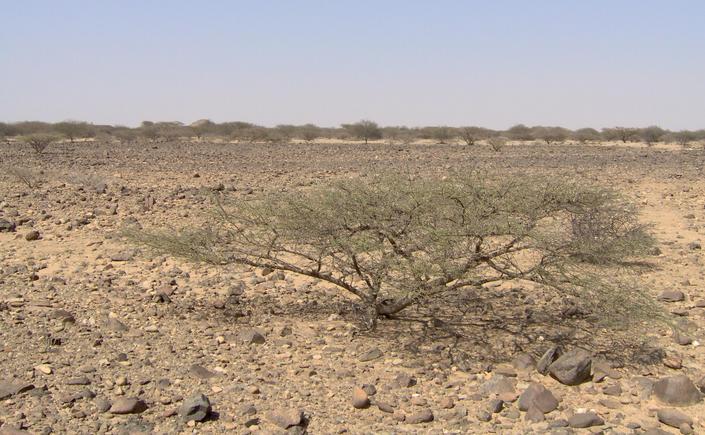 Acacia bushes