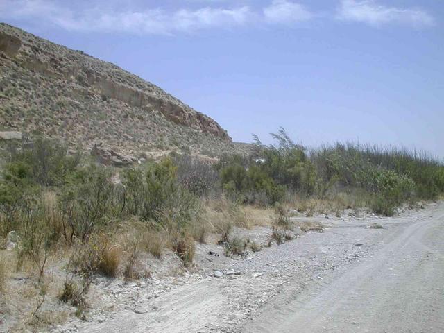 The confluence is in bamboo clump close to the dry rambla of the Rio Alías