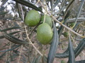 #10: Olives at the Confluence Point