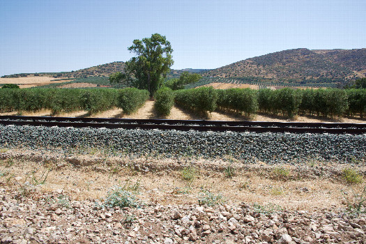 #1: The confluence point lies next to a railway track.  (This is also a view to the South, across the railway track, towards an olive grove.)