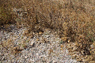 #5: Ground cover at the confluence point