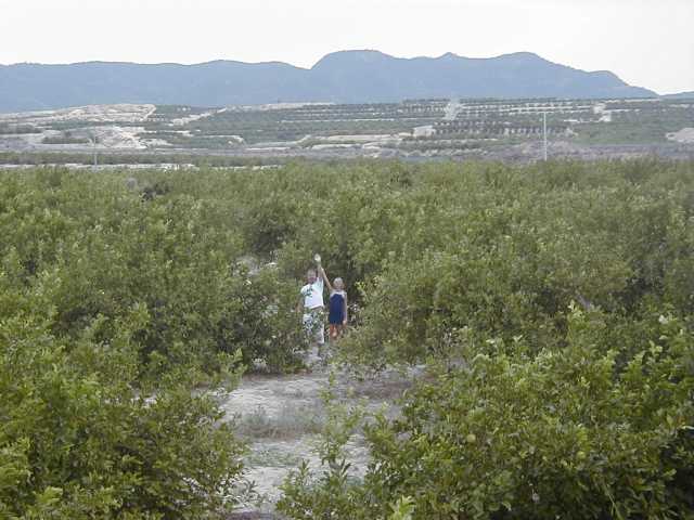 The point in field of Lemon trees