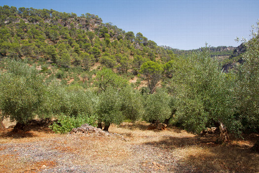 #1: The confluence point lies on a clearing, in a small hillside olive grove.  (This is also a view to the East.)