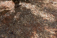 #5: Ground cover at the confluence point