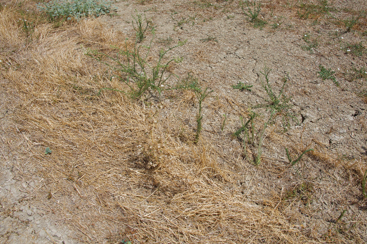 Ground cover at the confluence point
