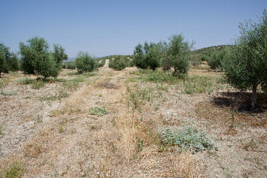 #1: The confluence point lies in a large olive grove.  (This is also a view to the North.)