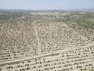 #11: View West, from 120m above the point