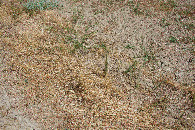 #5: Ground cover at the confluence point