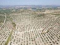 #8: View North, from 120m above the point