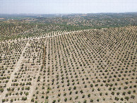 #9: View East, from 120m above the point