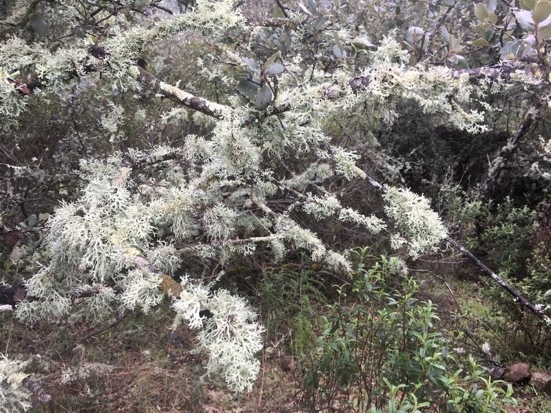 Lichen at the trees