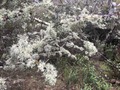 #10: Lichen at the trees