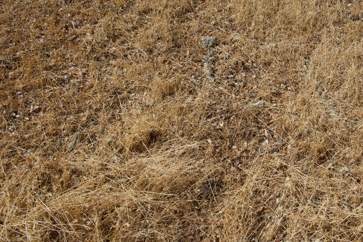 Ground cover at the confluence point