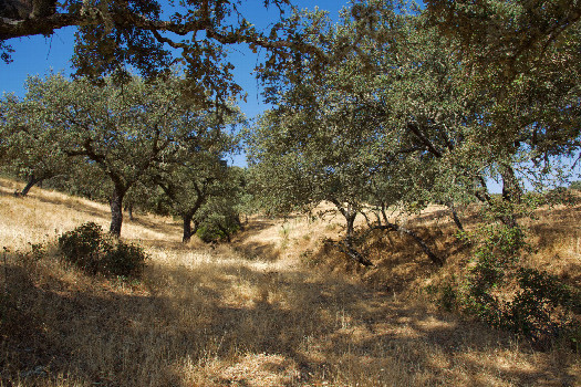 #1: The confluence point lies next to a small creek bed in dry grassy ranchland, among oak trees.  (This is also a view to the West.)