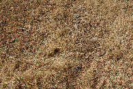 #5: Ground cover at the confluence point