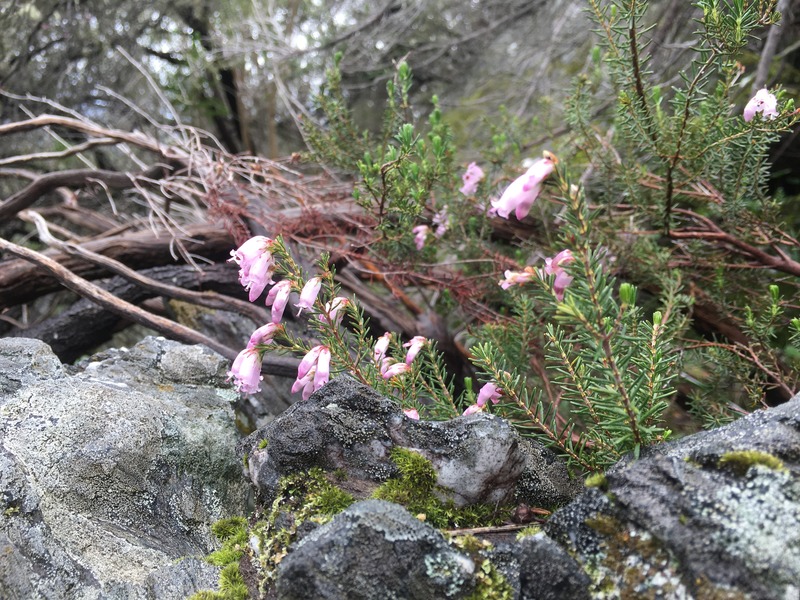 Flowers at the Confluence