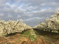 #10: Nearby orchard