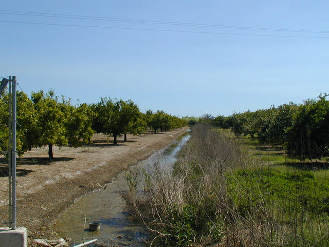 East view with oranges trees.