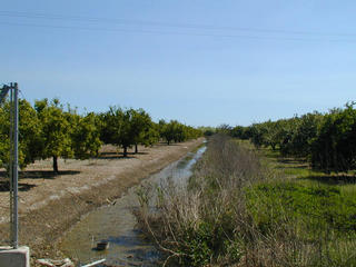 #1: East view with oranges trees.