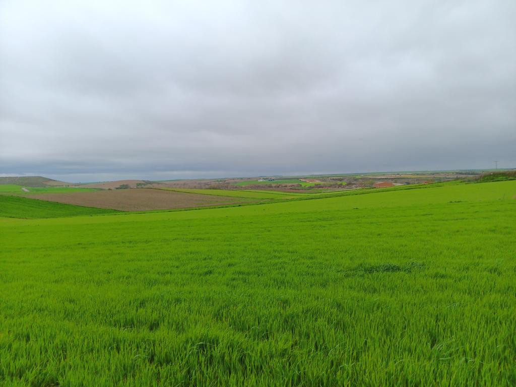 Westen; view west