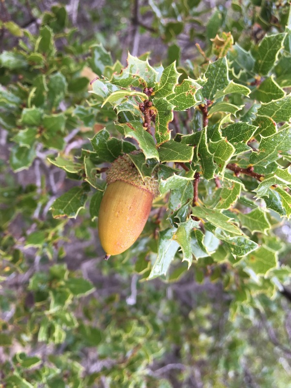 Dwarf oaks at the Confluence