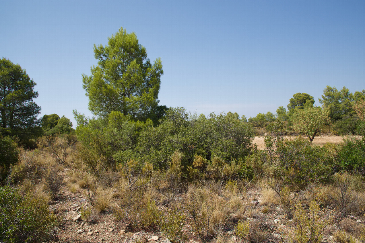 The confluence point lies in a scrub-filled clearing.  (This is also a view to the North.)