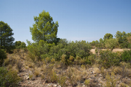 #1: The confluence point lies in a scrub-filled clearing.  (This is also a view to the North.)