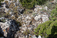 #5: Ground cover at the confluence point
