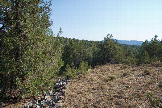 #1: The confluence point lies in a wooded area, next to the remnants of an old stone wall.  (This is also a view to the South.)