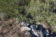 #5: Ground cover at the confluence point