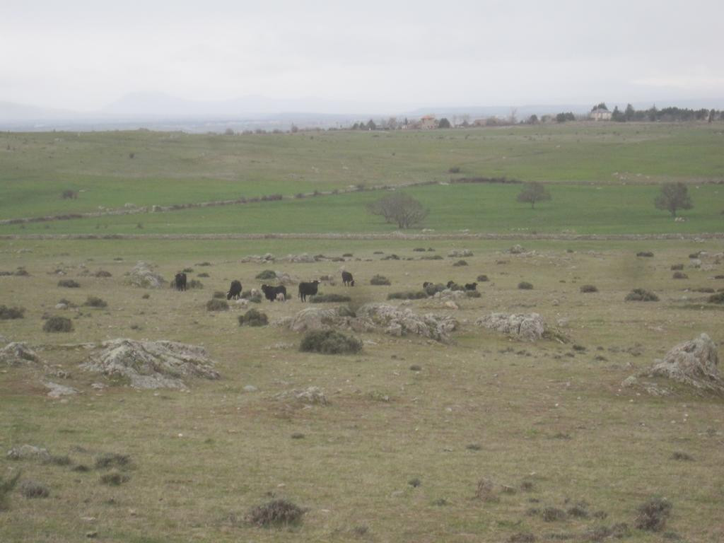 cattle on way to CP