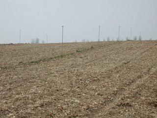 #1: In the middle of a sprinkler irrigated corn field