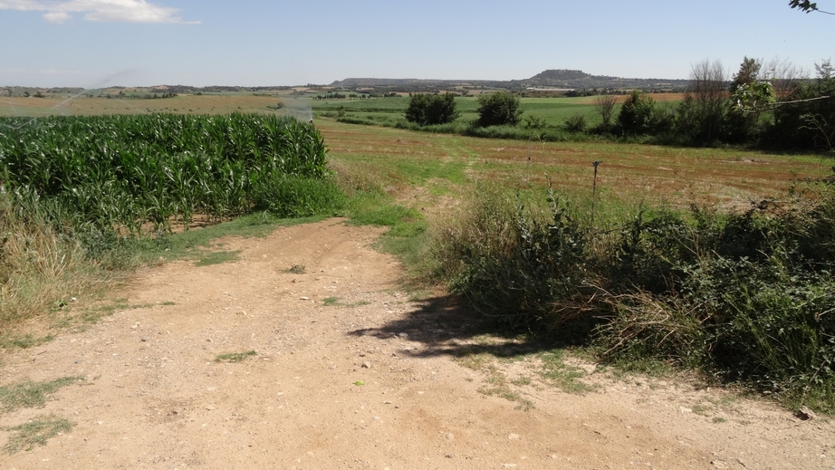 Path into the field