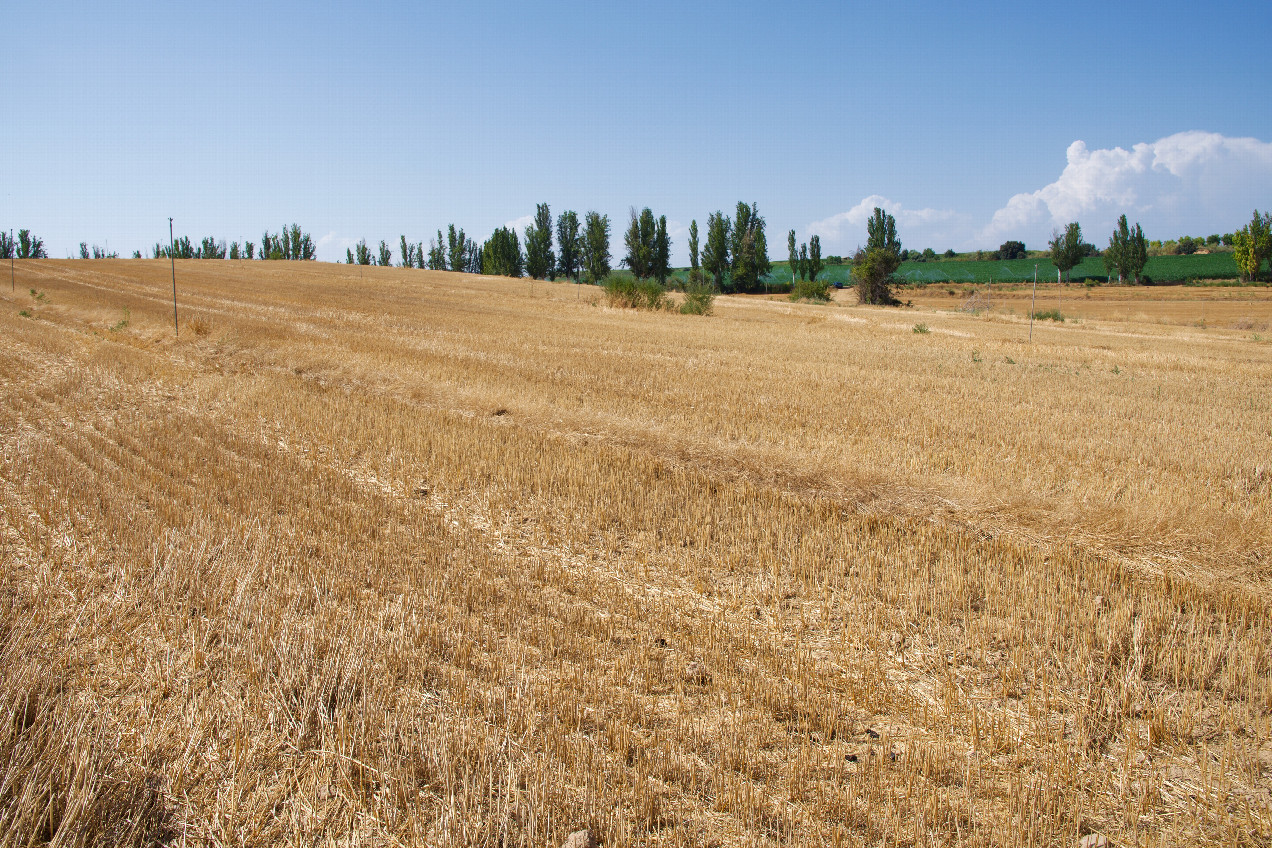 The confluence point lies in a farm field - currently fallow.  (This is also a view to the North, towards a gravel road, 240m away.)