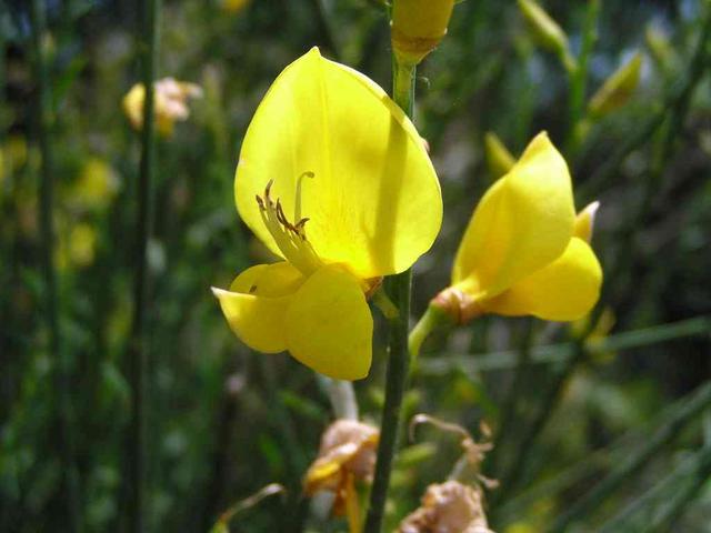 Scotch broom (Ginster)