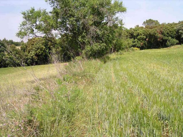 View North through the field