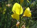 #4: Scotch broom (Ginster)