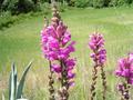 #7: Snapdragon at the confluence