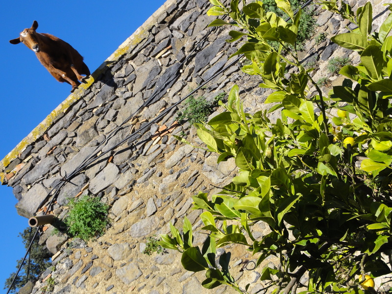 Goat and Lemon tree