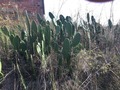 #8: Nearby cacti
