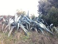 #9: Nearby agave