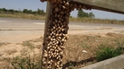 #9: Snails at a fence near the junction