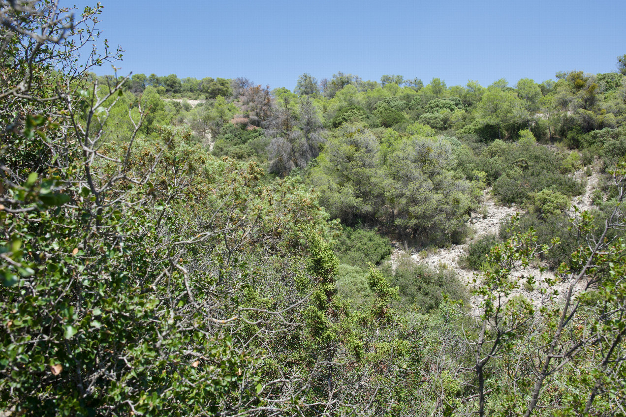 The confluence point lies in a small, scrub-filled ravine.  (This is also a view to the North, towards the nearby access road.)