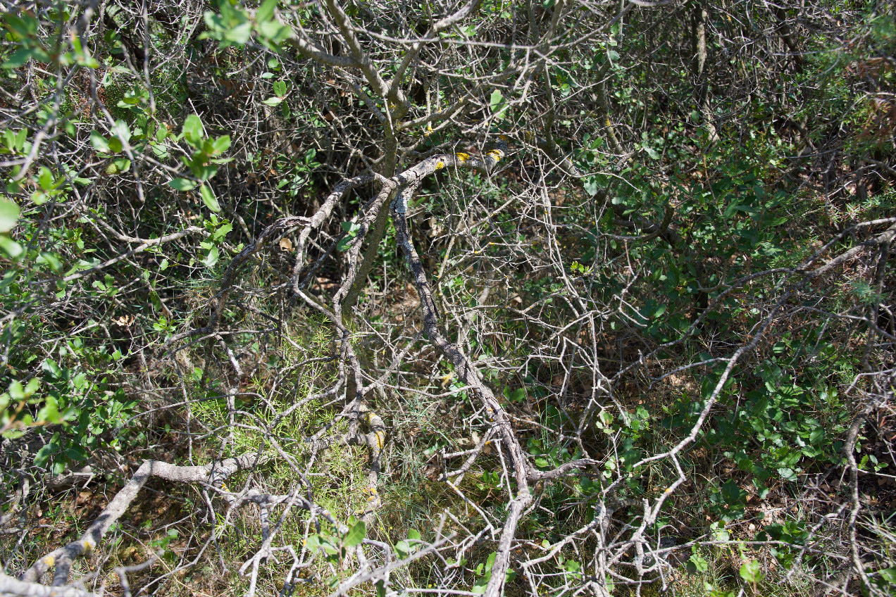 Ground cover (a large bush) at the confluence point