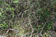 #5: Ground cover (a large bush) at the confluence point