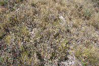 #5: Ground cover at the confluence point